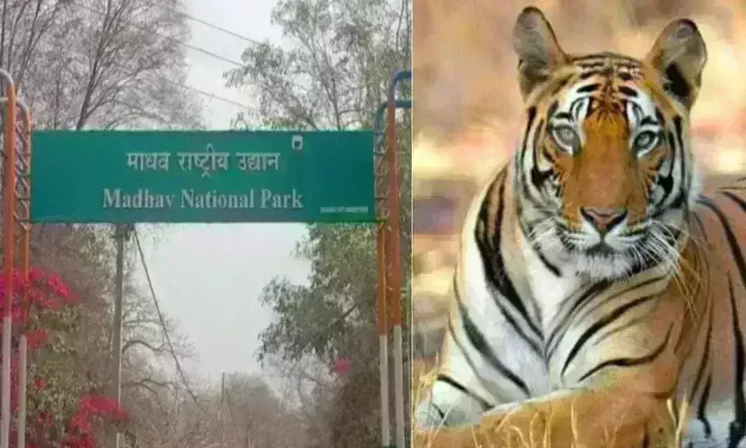 माधव नेशनल पार्क में सुनाई देगी टाइगरों की दहाड़, कल शिवराज सिंह -ज्योतिरादित्य सिंधिया बाड़े में छोडेंगे