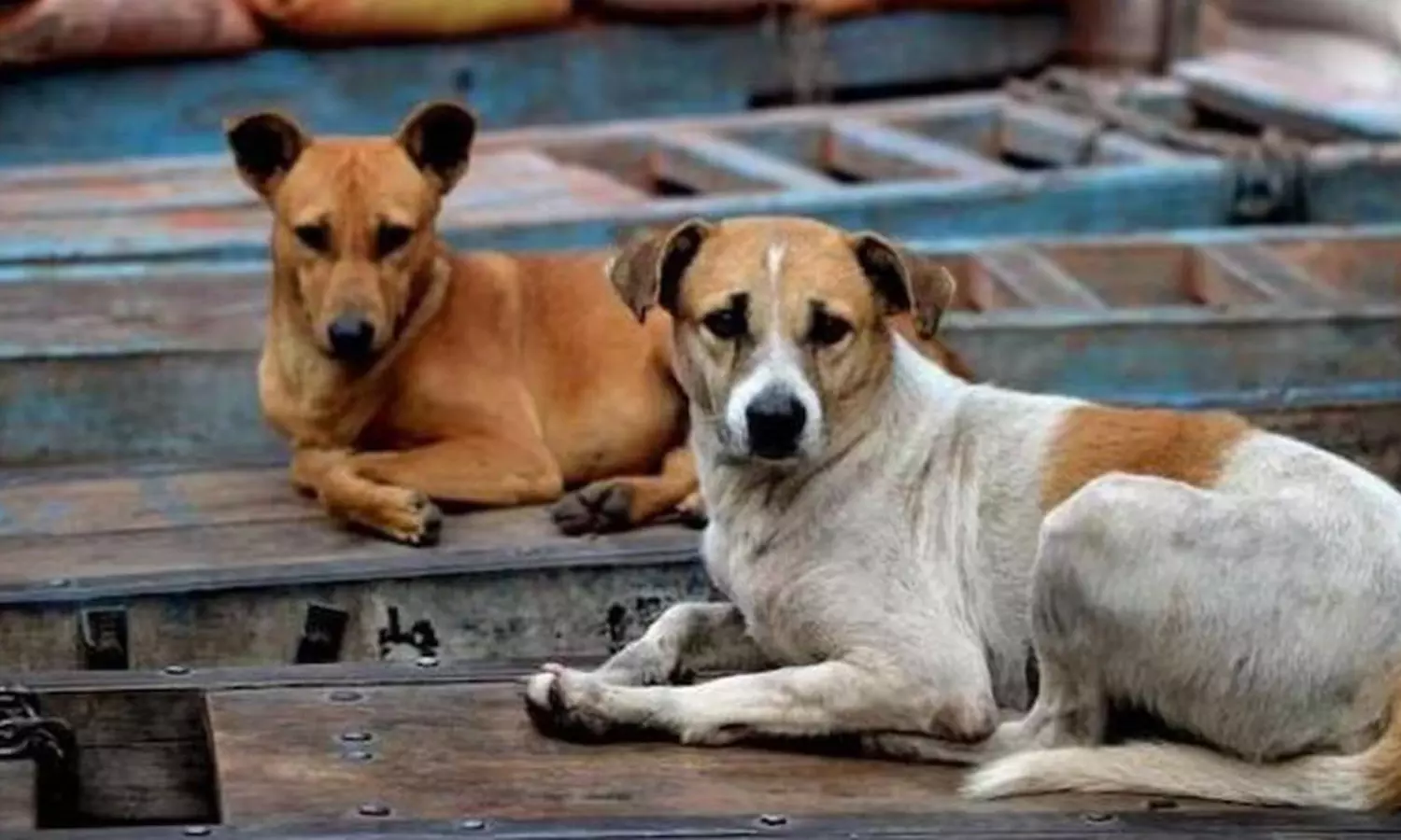 झाबुआ: कुत्तों संग हैवानियत पर PETA इंडिया और मेनका गांधी की शिकायत के बाद झाबुआ पुलिस की बड़ी कार्रवाई...