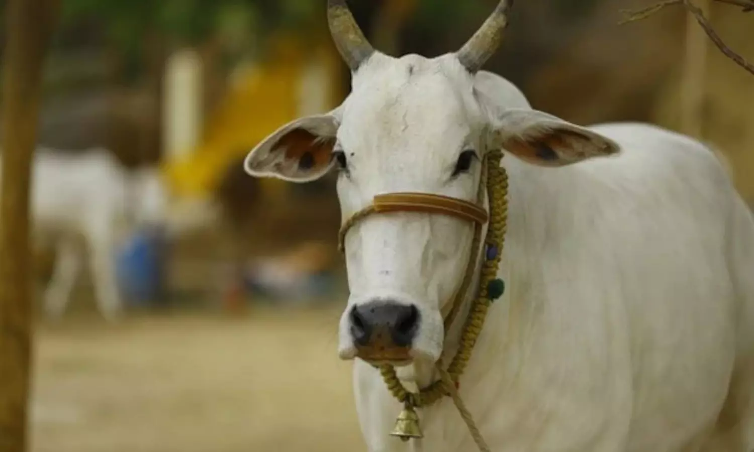 Jabalpur Cow Slaughter Case: नहीं थम रहा एमपी में गौ वंशको की हत्या का मामला, इस जगह पर मिले एक साथ 50 गायों के कंकाल, हरकत में प्रशासन
